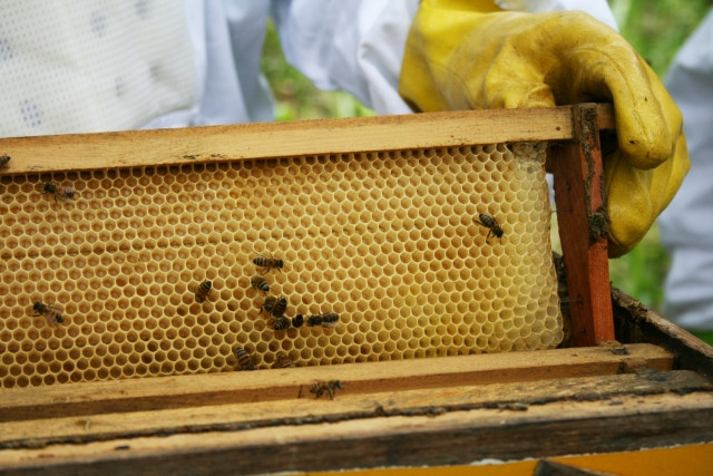 ミツバチの巣箱01