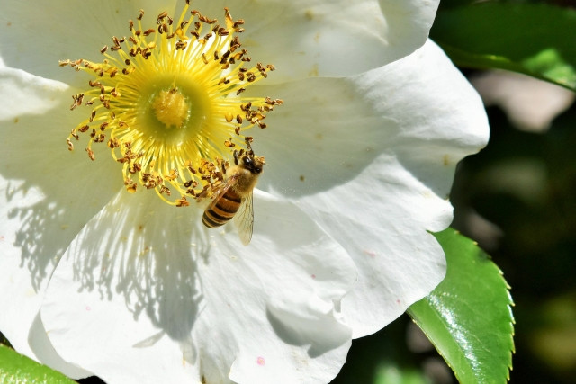 花の蜜を吸うミツバチ