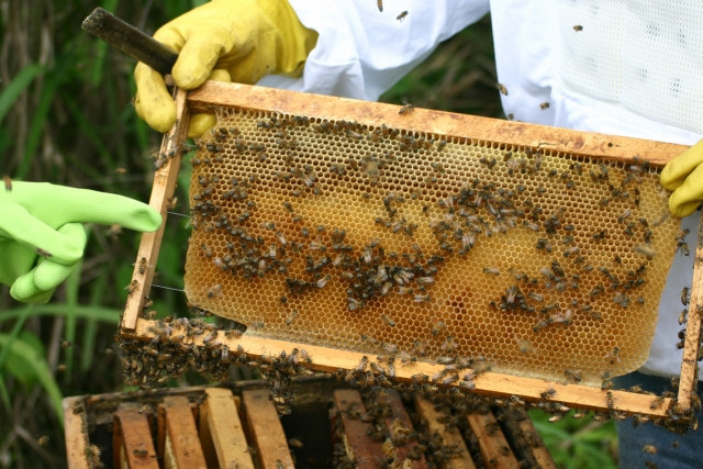 ブラジル産プロポリスが高品質なのはミツバチのおかげ？